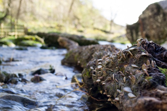 Malham Cove. There were literally hundreds of coins stuck into this log.